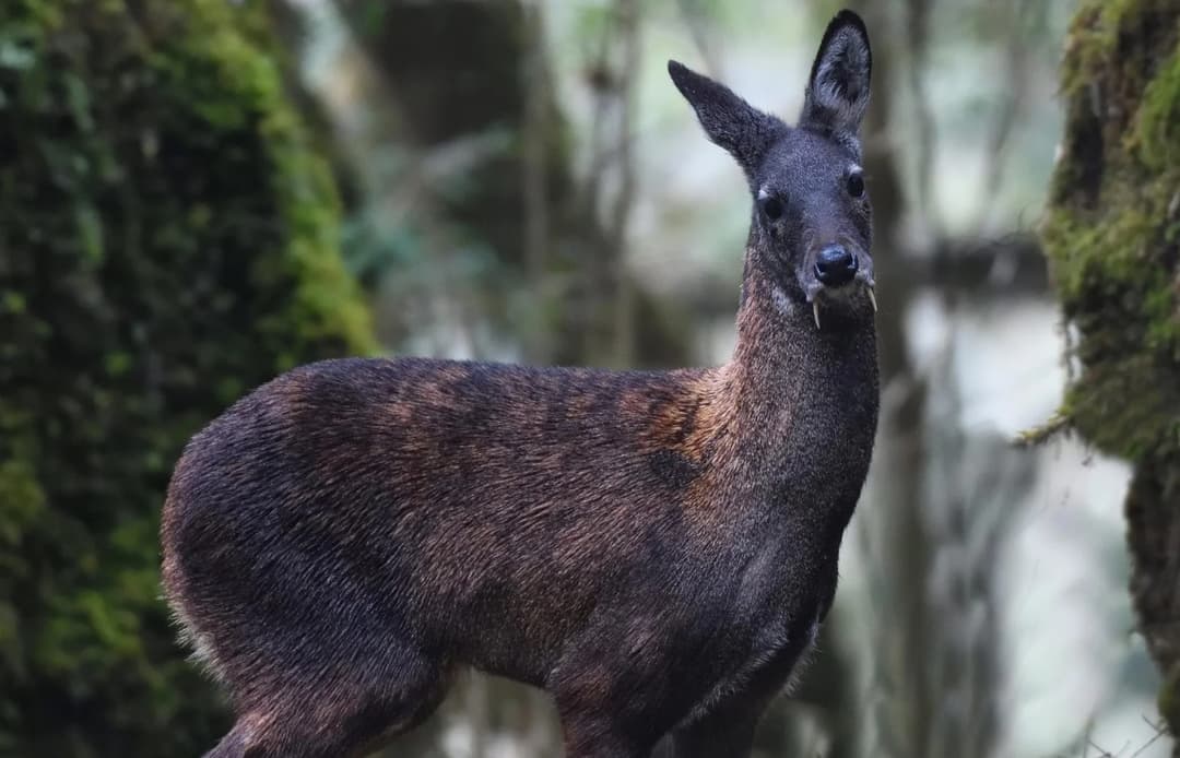 Musk Deer: Species, Subspecies & Geographic Distribution