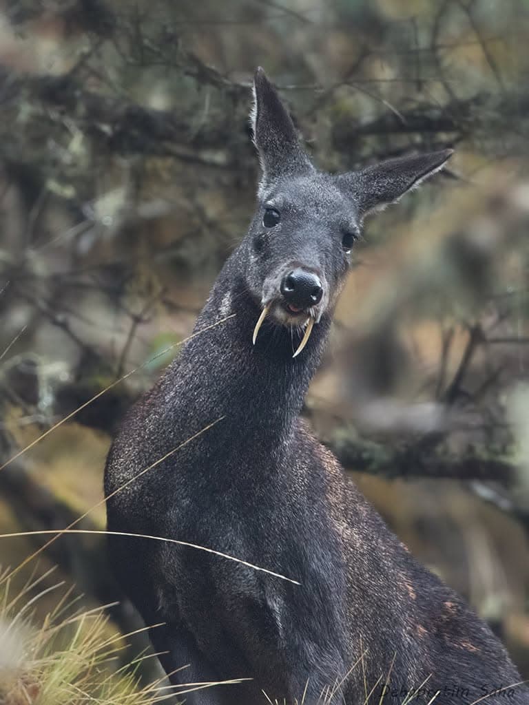 Black Deer Musk 
