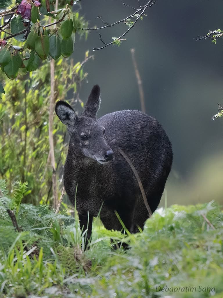 Black Deer Musk 