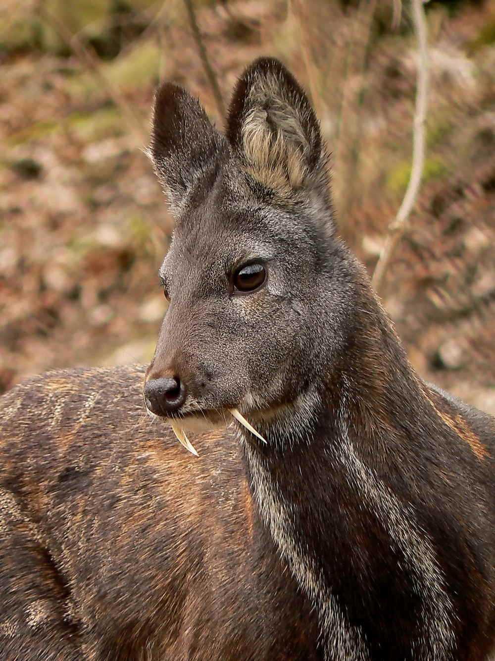 Yunnan–Guizhou Deer Musk