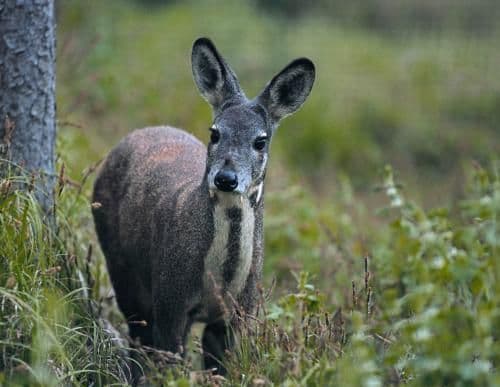 Alpine Deer Musk