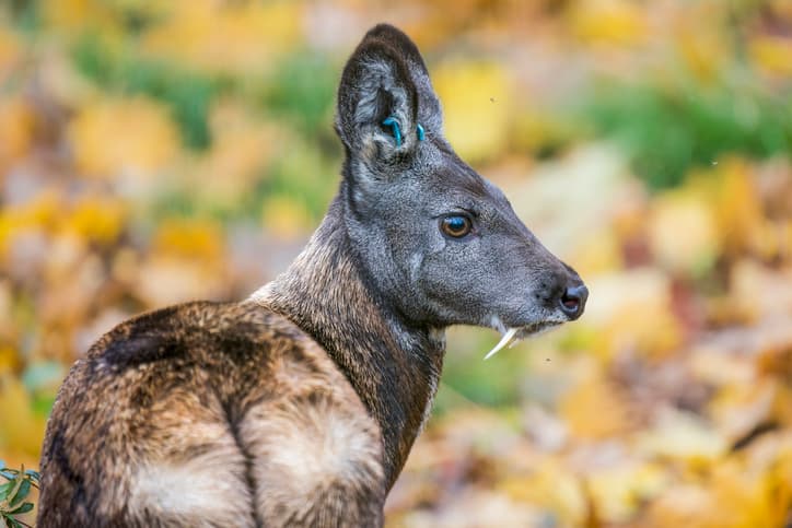 Sichuan Deer Musk