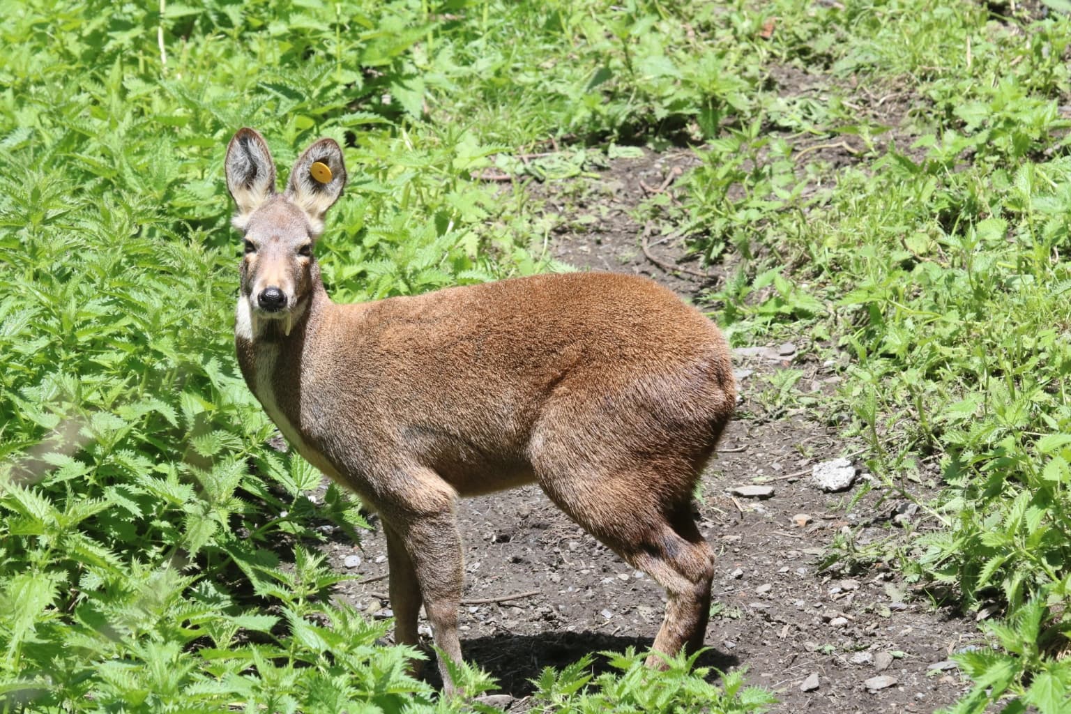 Himalayan Deer Musk