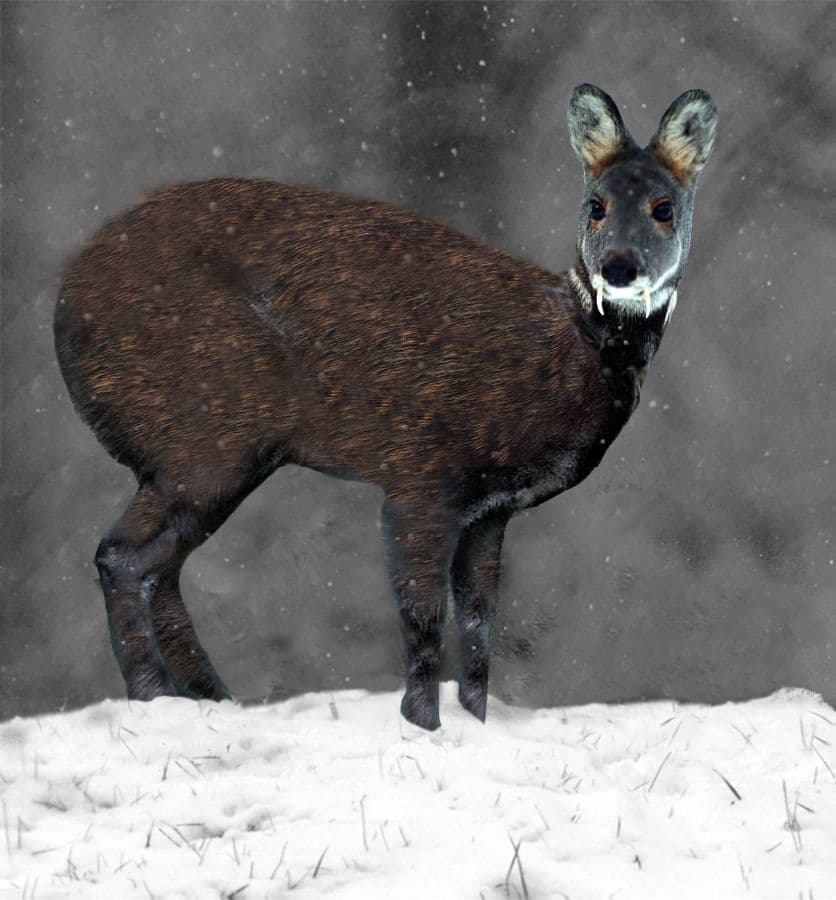 Siberian Deer Musk