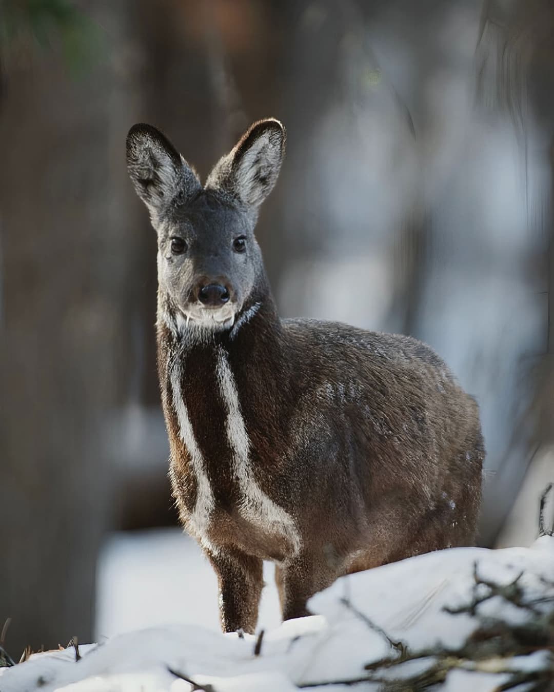 Kyrgyz Deer Musk