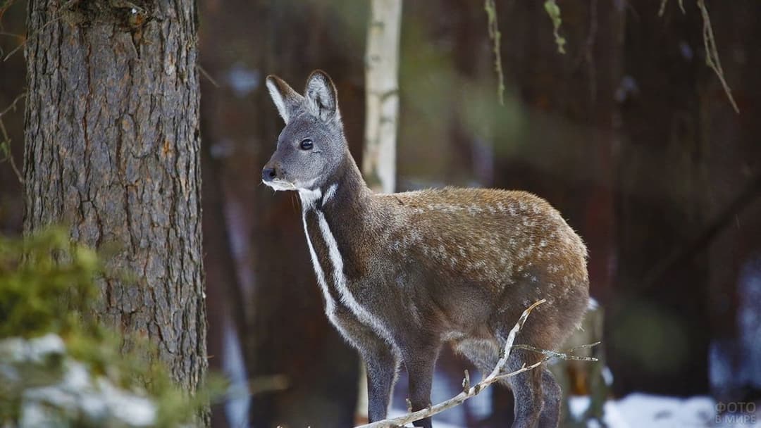 Mongolian Deer Musk