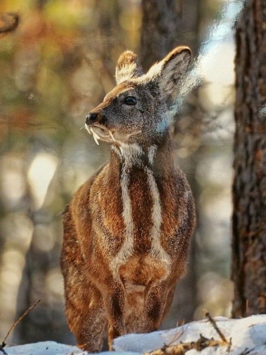 Anhui Deer Musk