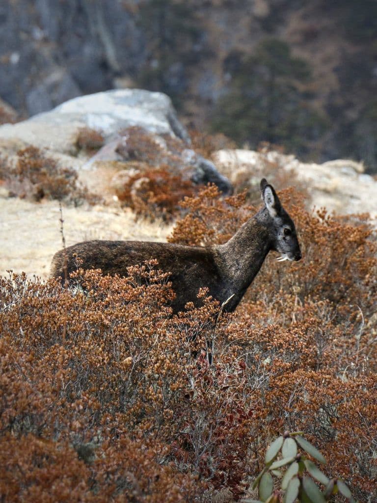 Nepalese Deer Musk