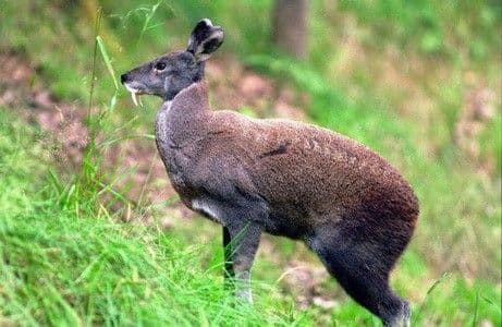 Korean Deer Musk