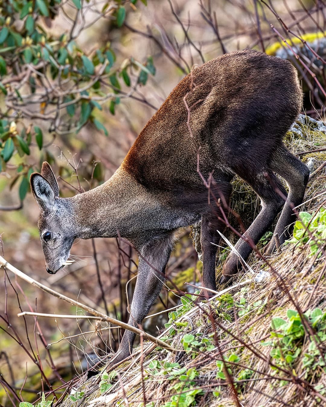 Sakhalin Deer Musk