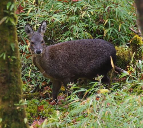 Yunnan–Tibetan Deer Musk